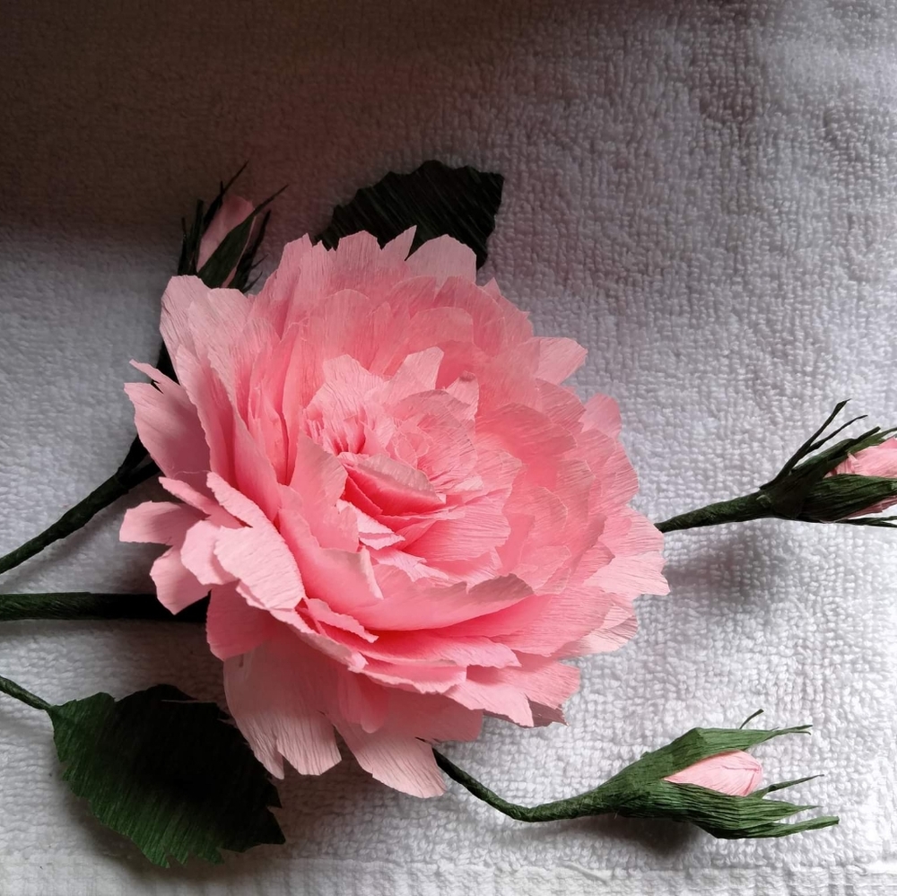 Wild paper rose